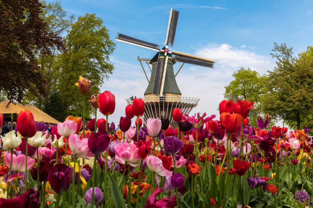Tulip time in the Netherlands is a theme for 2022 Europe river cruises