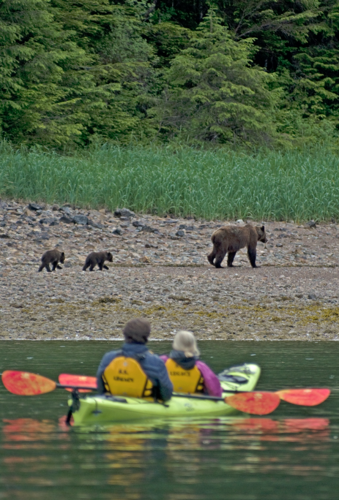 Brown bear mama & cubs in Pavlof Harbor, Alaska