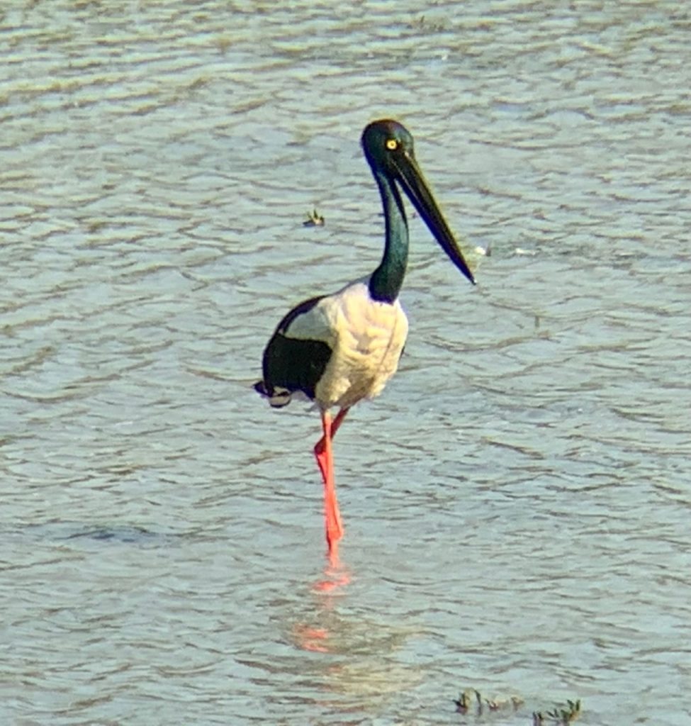 A black-necked stork on the Brahmaputra River