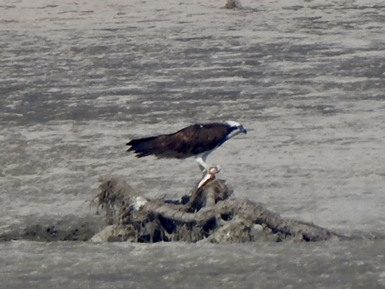white headed osprey as seen from the boat on a Brahmaputra River cruise