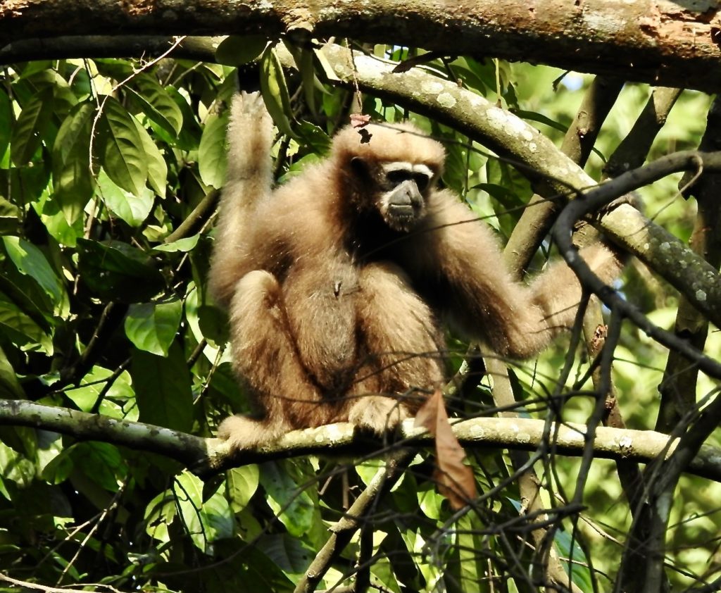 Hoolock Gibbon on a Brahmputra River cruise