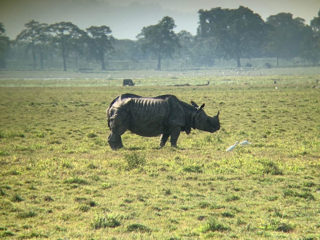 The famed one-horned rhinos of Kaziranga