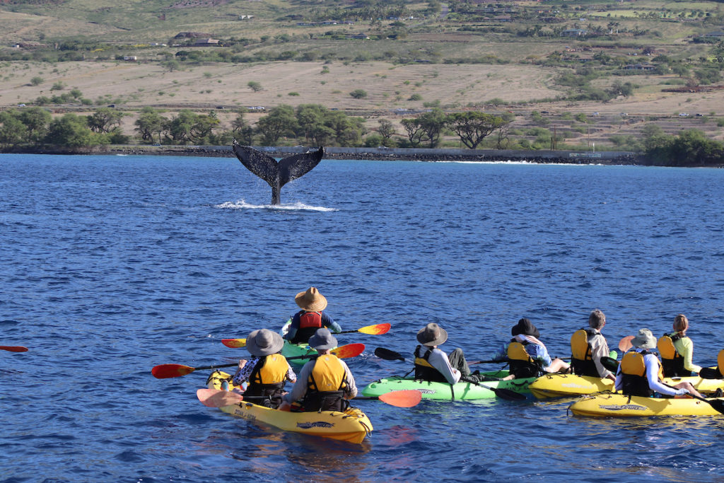 whale fluke while kayaking off Hawaii