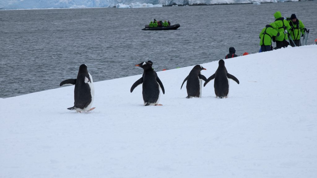 Penguins at Jougla Point