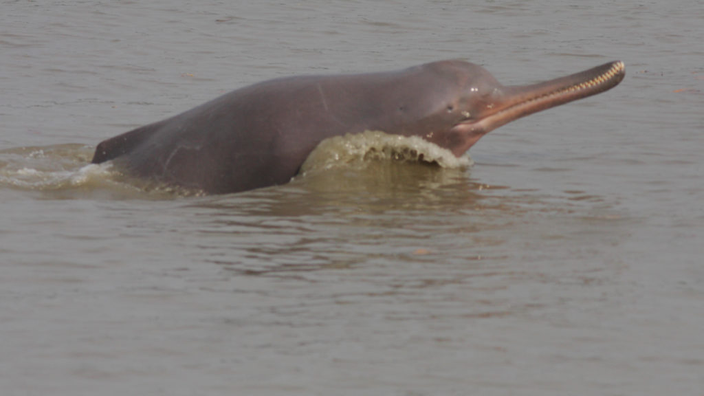 A Gangetic dolphin on Brahmaputra