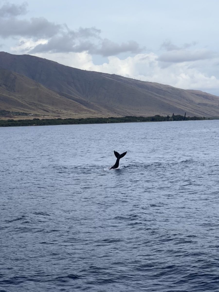 A baby whale tale sighting in the waters off Maui.