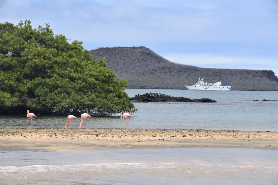 Family UnCruise offers include the Galapagos and the Flamingos of the Galapagos Islands
