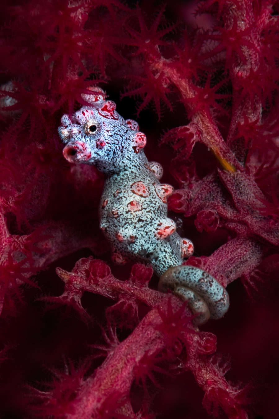 tiny pygmy sea horse