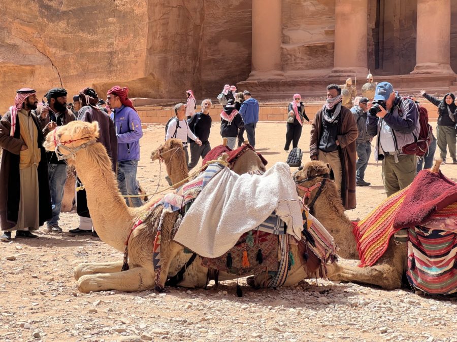Camels in Petra on an Emerald azzurra cruise