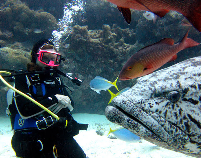 Giant Potato Cod in the Great Barrier Reef