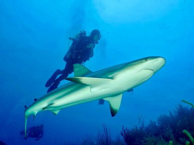 diving with a shark in Palau