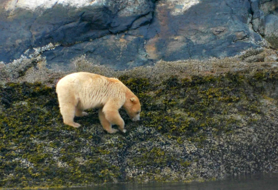 spirit bear spotted on an UnCruise