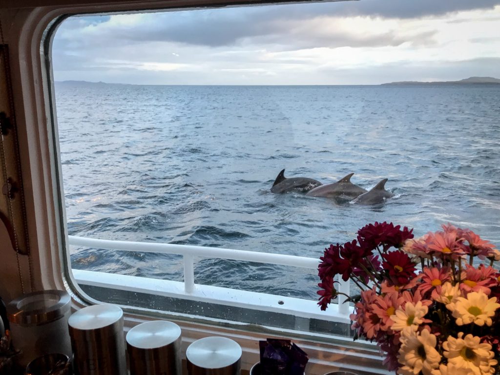 Dolphins spotted from the indoor deck saloon of Elizabeth G