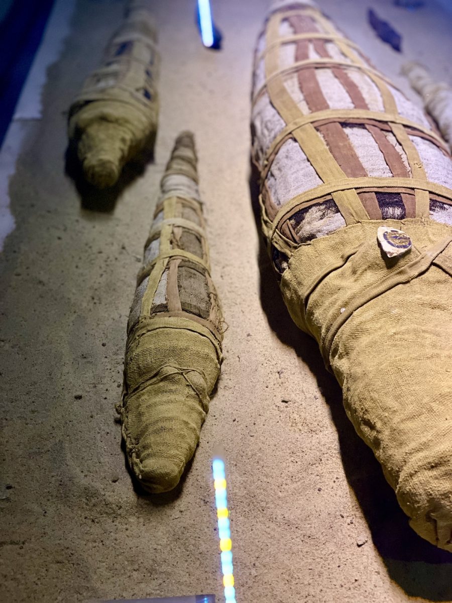 mummified crocodiles in museum on a Nile River cruise