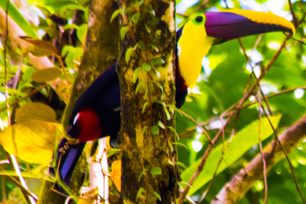 toucans spotted on a greg mortimer cruise