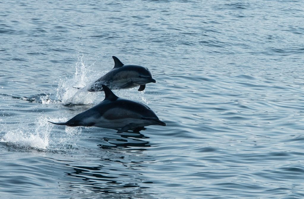 you'll see dolphins on Scottish Wildlife Cruises