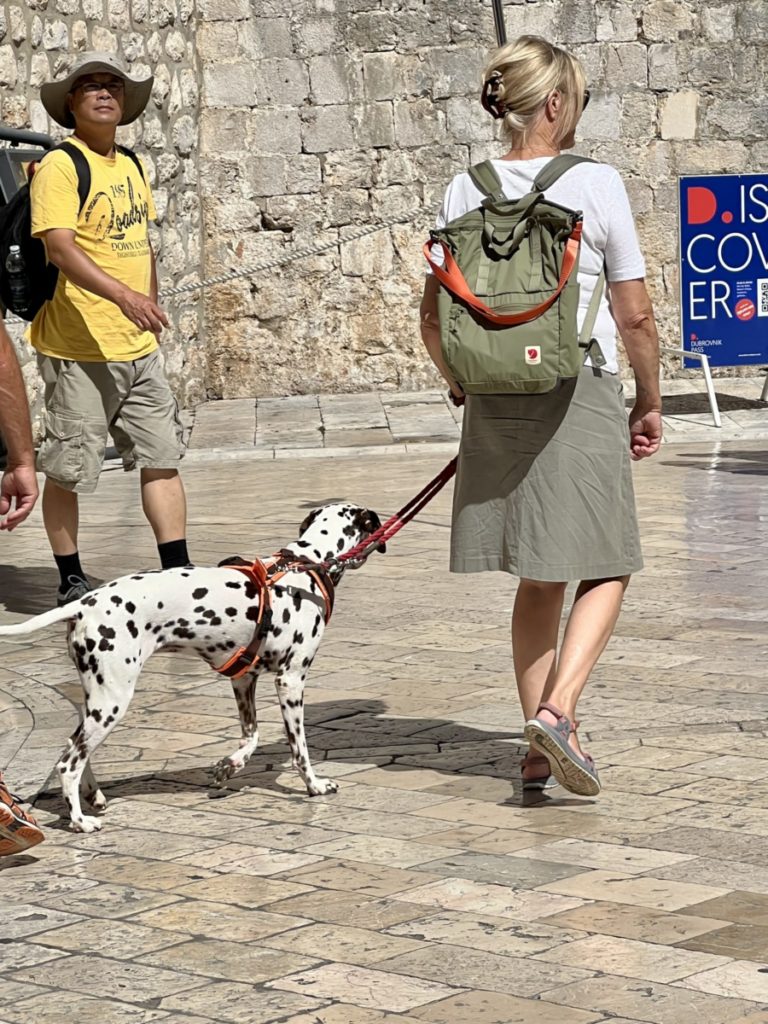 Dalmatian dog in Dalmatia, the Croatian coast