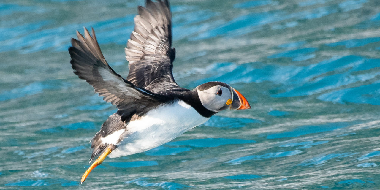 Wonderfully Wild — Scottish Wildlife Cruises with St Hilda Sea Adventures
