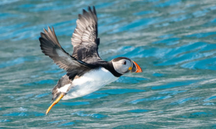 Wonderfully Wild — Scottish Wildlife Cruises with St Hilda Sea Adventures