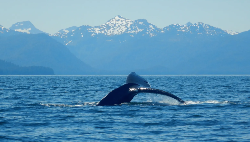 Icy Strait features an up-welling of krill and other feed for whales