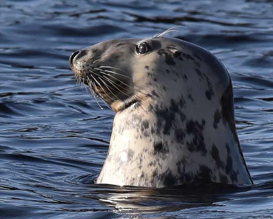 seeing seals on Scottish Wildlife Cruises