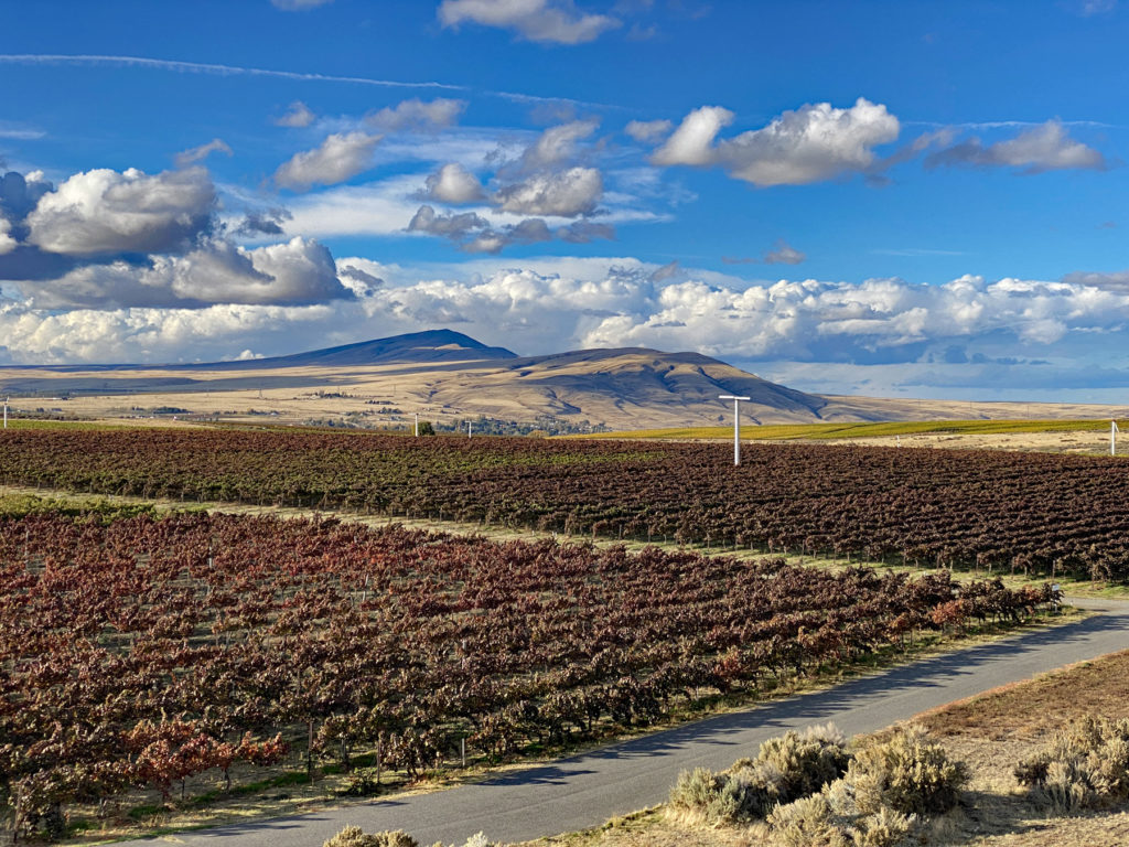 Vineyard in the Columbia River Valley