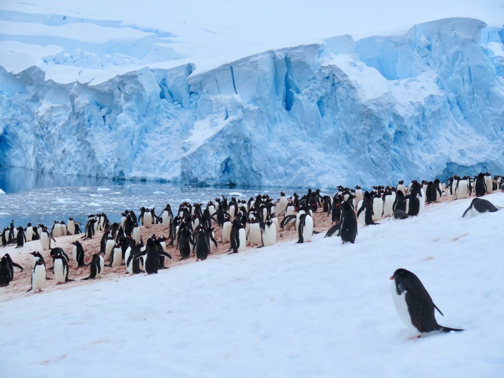 gentoo penguin colony at Neko Harbor on the Silver Endeavour Antarctica cruise