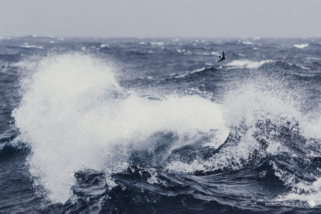 DURING OUR DRAKE PASSAGE WE HAD FORECAST FOR SOME BIG SWELL, THIS WAS THE FIRST DAY OF THE CROSSING AND THE WIND PICKED UP MAKING A SCENIC FRAME WITH THE PETREL SURFING THE WAVES