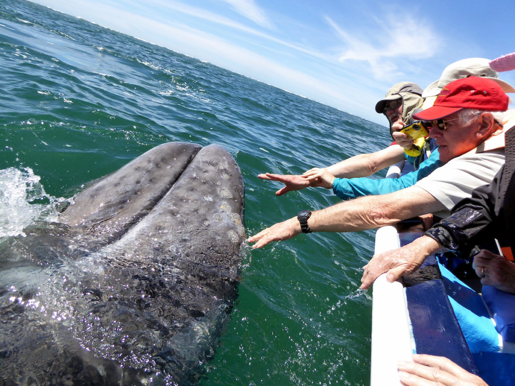 grey whales in the sea of cortez