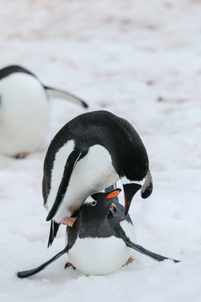 Penguin mating season in Antarctica