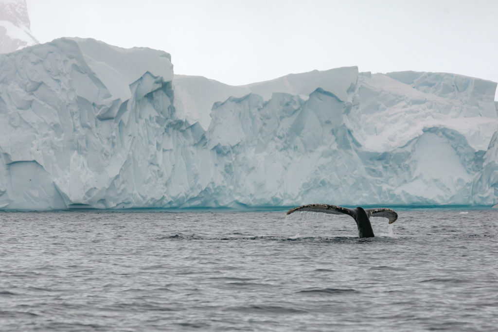 Whale sighting on a Silver Endeavour Antarctica cruise