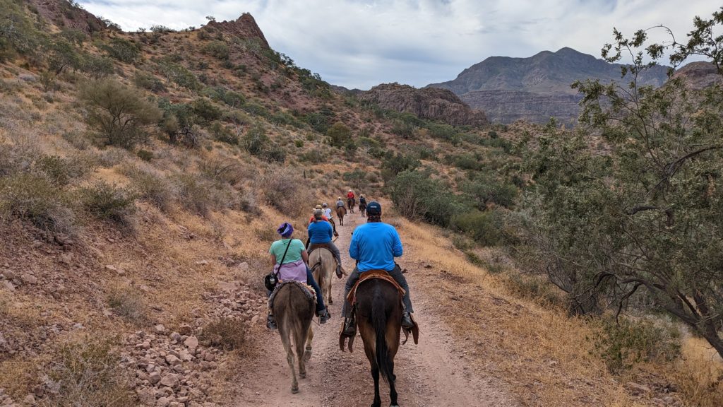 Mule ride on an UnCruise Sea of Cortez cruise