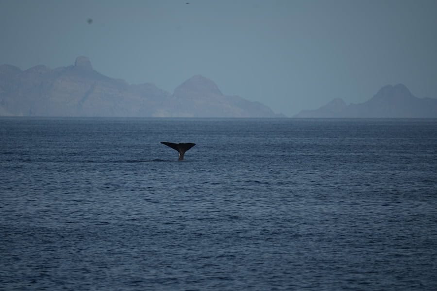 UnCruise Sea of Cortez Adventures — 8 Reasons to Choose a Week on the Wild Side 27 A sperm whale spotted in Sea of Cortez
