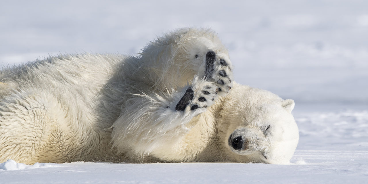 Best Arctic Cruises to See Polar Bears — Secret Atlas Shares Tips & Insights