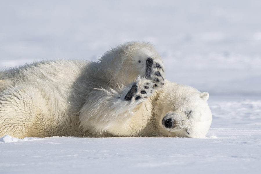 Best Arctic Cruises to See Polar Bears