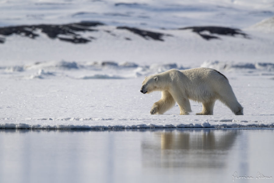 Spotting a polar bear at the ice edge