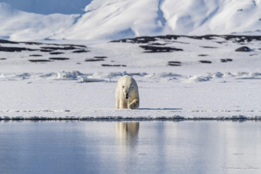 Spotting a polar bear at the water's edge.