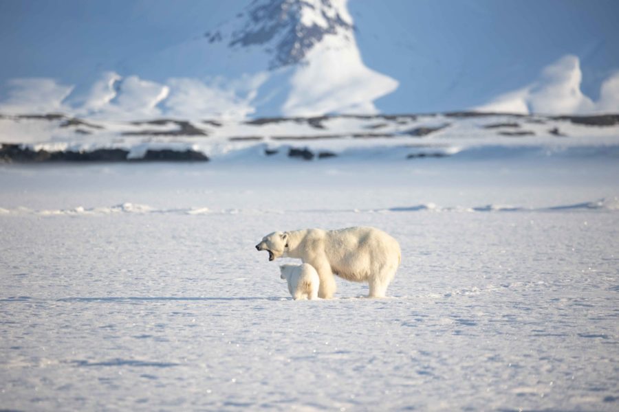 Spotting a polar bear with cub in Svalbard on an Arctic Secret Atlas cruise