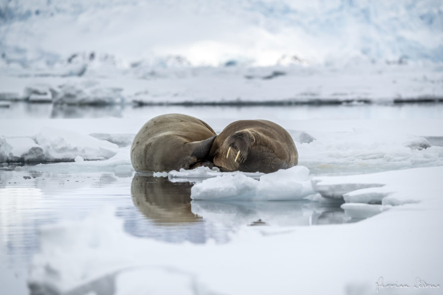 Wildlife spotting around Svalbard includes walruses
