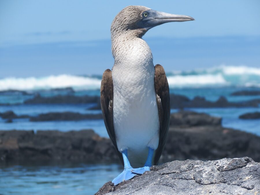 Blue-footed boobies in the Galapagos
