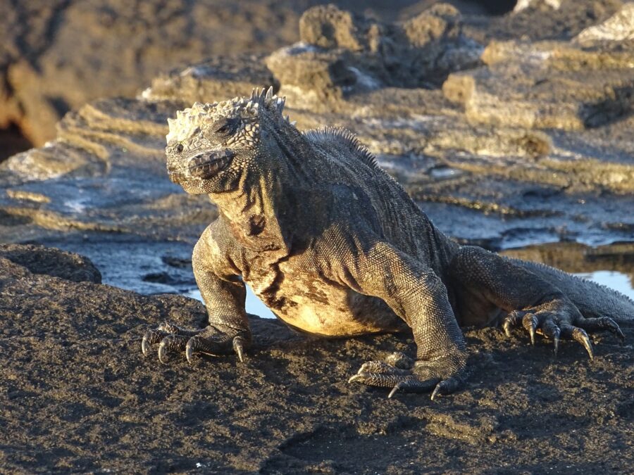 Marine iguanas are mentioned in IGTOA report