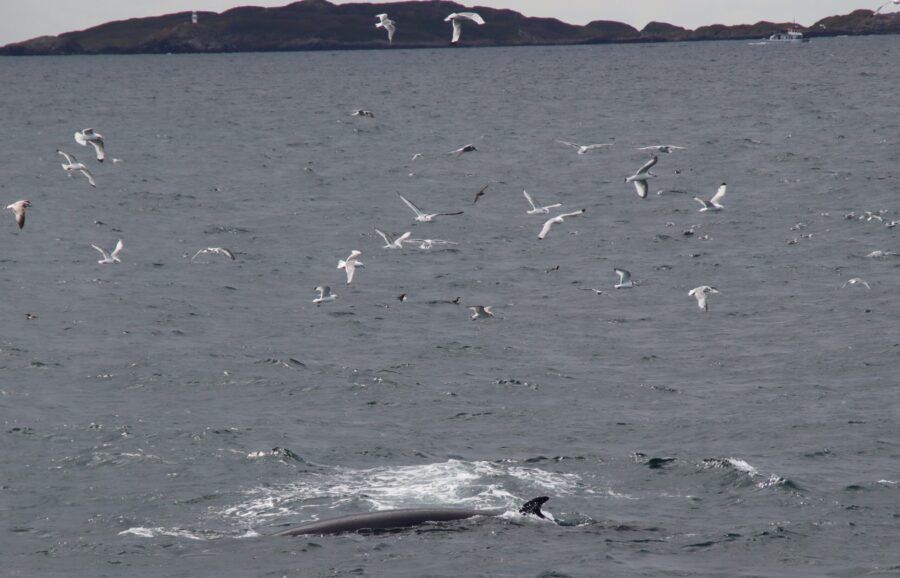 Lucy Mary Cruise involves sightings of minke whales