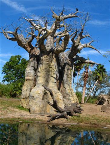 Baobab Tree in Senegal on a West African Cruise