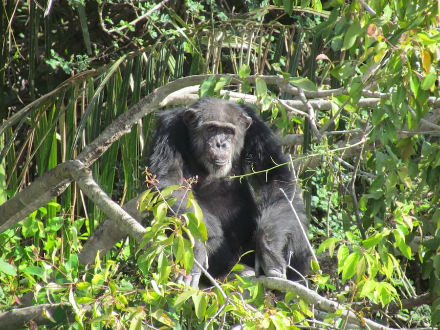 A chimp in Gambia National Park