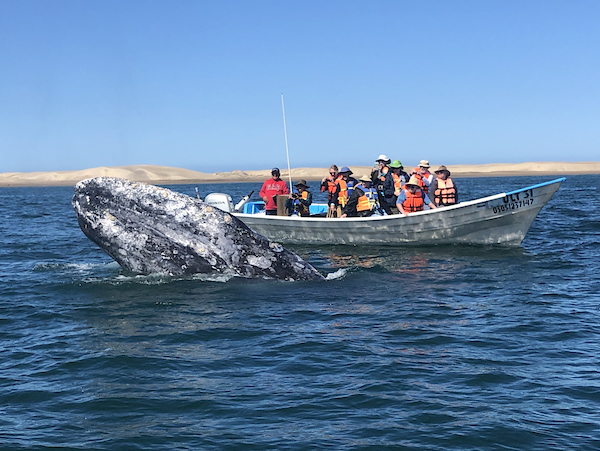 Baja California cruises are known for their friendly grey whales, here in Magdelena Bay.