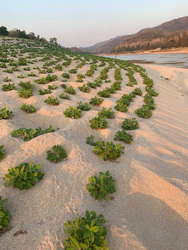 Peanuts planted along the sandy riverbanks of Upper Mekong River