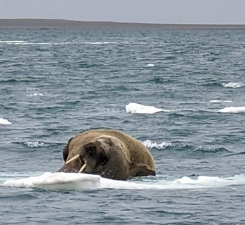 walrus spotted on an Arctic Cruise Around Svalbard
