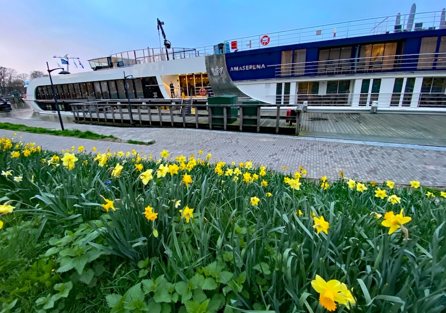 AmaSerena with daffodils 