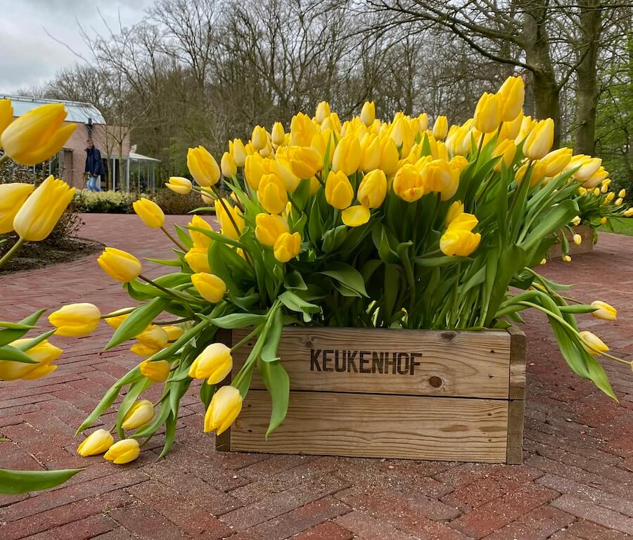 Crate of tulips at Keukenhof
