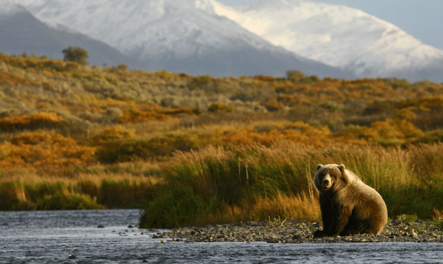 Alaska Small Ship Cruises include stops on Kodiak Island to see Kodiak bears